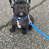 adorable, animal, black_dog, blue_collar, blue_leash, close_up, companion, cute, dog, ears_up, french_bulldog, looking_up, outdoor, pavement, pet, pet_accessory, puppy, sitting, small_dog, young_dog