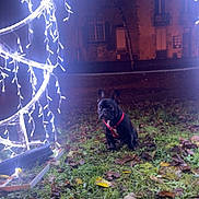 Uryo participe au concours pour gagner de l'argent avec cette photo : animal, autumn, black_dog, building, christmas_tree_lights, dark, dog, festive, french_bulldog, grass, holiday_lights, illuminated, leaves, nature, night, outdoor, pet, red_harness, seasonal, windows