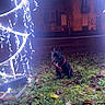 animal, autumn, black_dog, building, christmas_tree_lights, dark, dog, festive, french_bulldog, grass, holiday_lights, illuminated, leaves, nature, night, outdoor, pet, red_harness, seasonal, windows