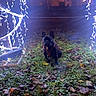 Uryo a rejoint le concours — aidez-le/la à gagner de superbes lots ! animal, black_dog, cute, dark, decorations, dog, fall, festive, glowing, grass, holiday_lights, illuminated, leaves, nature, night, outdoor, pet, plant, red_harness, small_dog