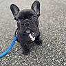 Uryo a rejoint le concours — aidez-le/la à gagner de superbes lots ! adorable, animal, asphalt, bell, black_dog, close_up, collar, companion, cute, dog, ears, french_bulldog, leash, looking_up, outdoor, pet, puppy, sitting, small_dog, young