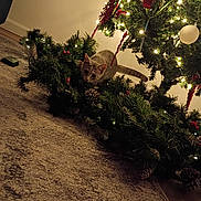 Tater Tot is registered to the contest to win money with this photo: cat, christmas_tree, holiday_lights, pine_cones, carpet, indoor, decorations, greenery, festive, pet, animal, feline, ornaments, red_balls, pine_needles, twinkle_lights, floor, holiday, curious, cozy