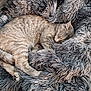 Tater Tot is registered to the contest to win money with this photo: cat, tabby_cat, sleeping, cozy, blanket, fluffy, shaggy, fur, pet, animal, resting, cute, domestic_cat, whiskers, relaxation, indoor, soft, warm, nap, comfort