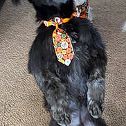 Scotty joined the competition — help win amazing prizes! dog, black_dog, standing, carpet, indoor, pet, fur, tie, pumpkin, costume, animal, cute, playful, two_dogs, background_dog, pet_accessory, funny_pose, companion, domestic, front_view