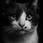 Oréo a rejoint le concours — aidez-le/la à gagner de superbes lots ! cat, close_up, black_and_white, tuxedo_cat, water_droplets, whiskers, portrait, animal, pet, fur, eyes, face, head, dark_background, monochrome, soft_light, detailed, macro, cute, feline