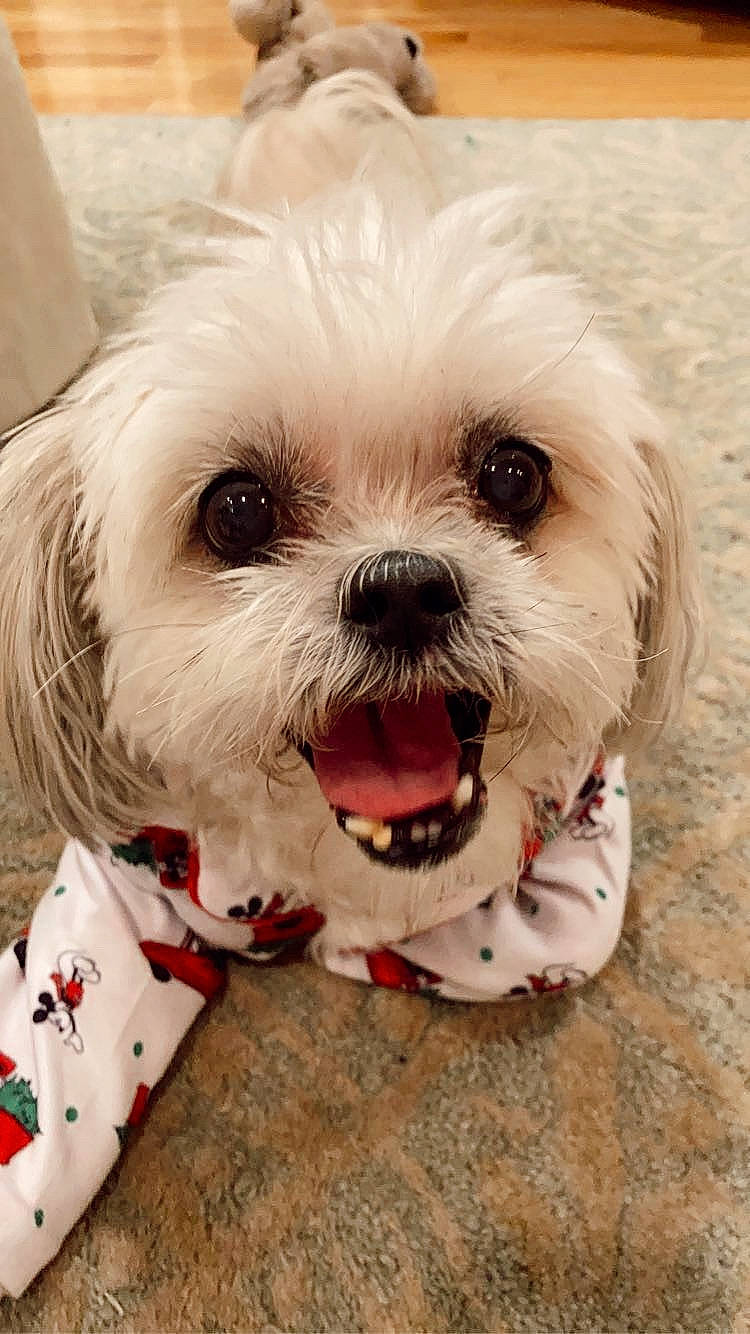 Noodles is registered to the contest to win money with this photo: canidae, carnivore, companion_dog, dog, dog_breed, dog_supply, mal_shi, mammal, non_sporting_group, pekapoo, pet_supply, puppy, shih_poo, shih_tzu, small_terrier, snout, tongue, toy_dog, vertebrate, working_animal