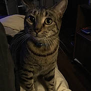 Jayjay joined the competition — help win amazing prizes! animal, bed, cat, collar, curious, cute, dim_light, domestic, eyes, feline, fur, home, indoor, mammal, night, paws, pet, striped, tabby, whiskers