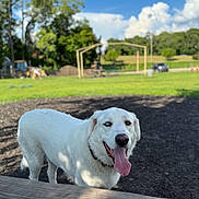 Yeti joined the competition — help win amazing prizes! dog, white_dog, heterochromia, tongue_out, outdoor, park, grass, trees, playground, sunny_day, blue_sky, clouds, pet, canine, animal, happy, collar, smiling, nature, daytime
