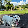 dog, white_dog, heterochromia, tongue_out, outdoor, park, grass, trees, playground, sunny_day, blue_sky, clouds, pet, canine, animal, happy, collar, smiling, nature, daytime