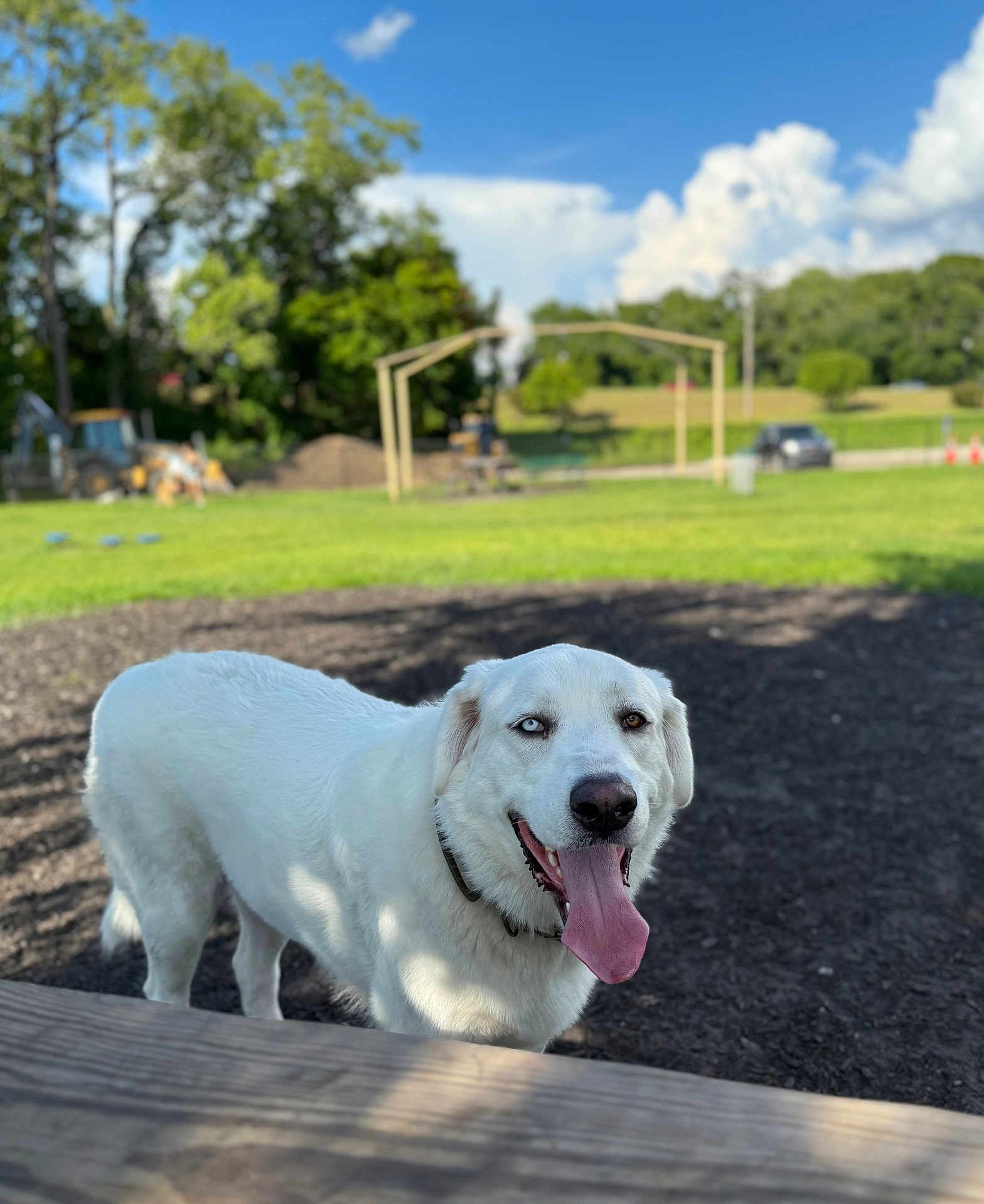 Yeti joined the competition — help win amazing prizes! dog, white_dog, heterochromia, tongue_out, outdoor, park, grass, trees, playground, sunny_day, blue_sky, clouds, pet, canine, animal, happy, collar, smiling, nature, daytime