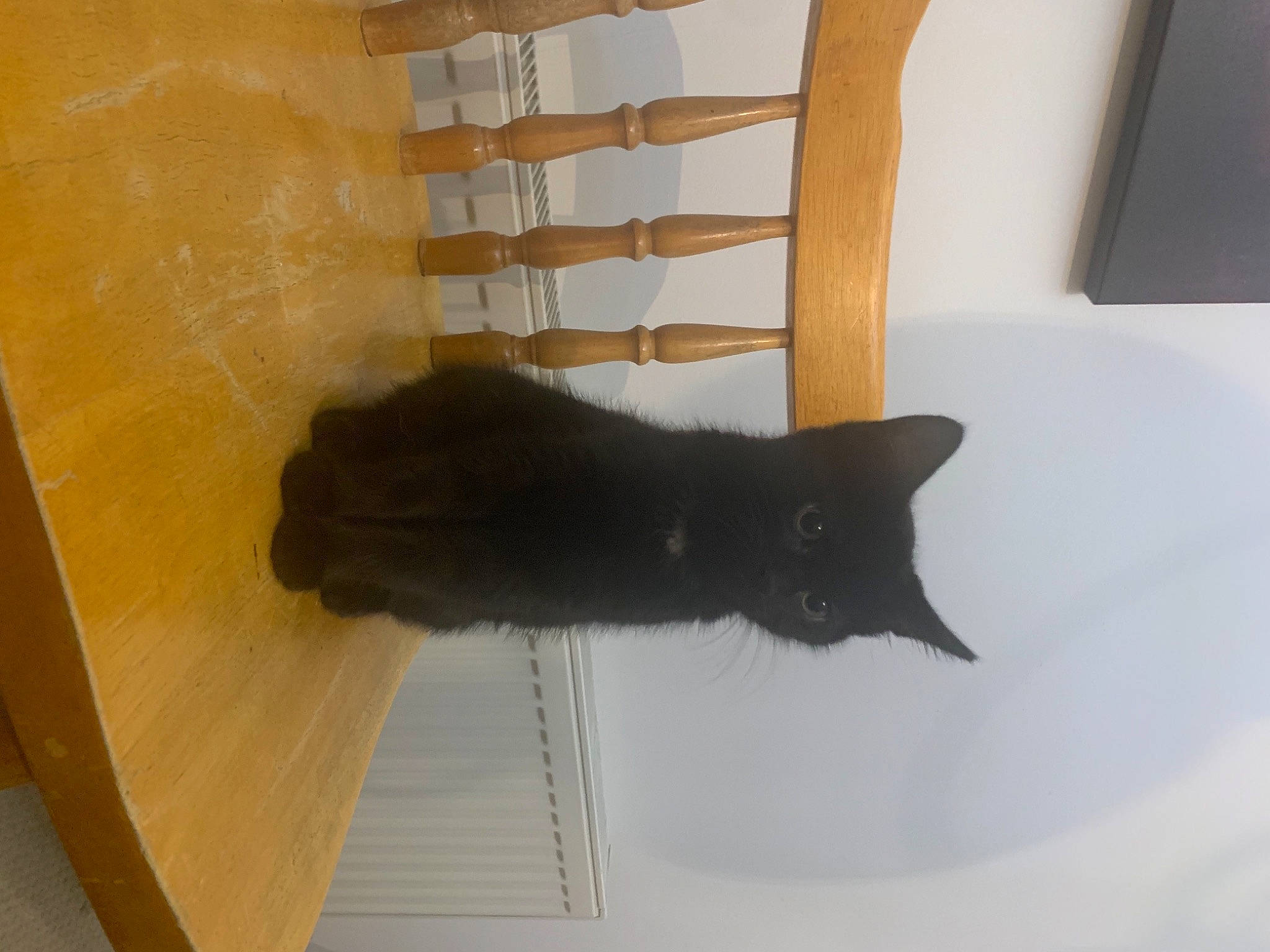 Lucyfer is registered to the contest to win money with this photo: black_cat, carnivore, cat, domestic_short_haired_cat, felidae, small_to_medium_sized_cats, tail, whiskers