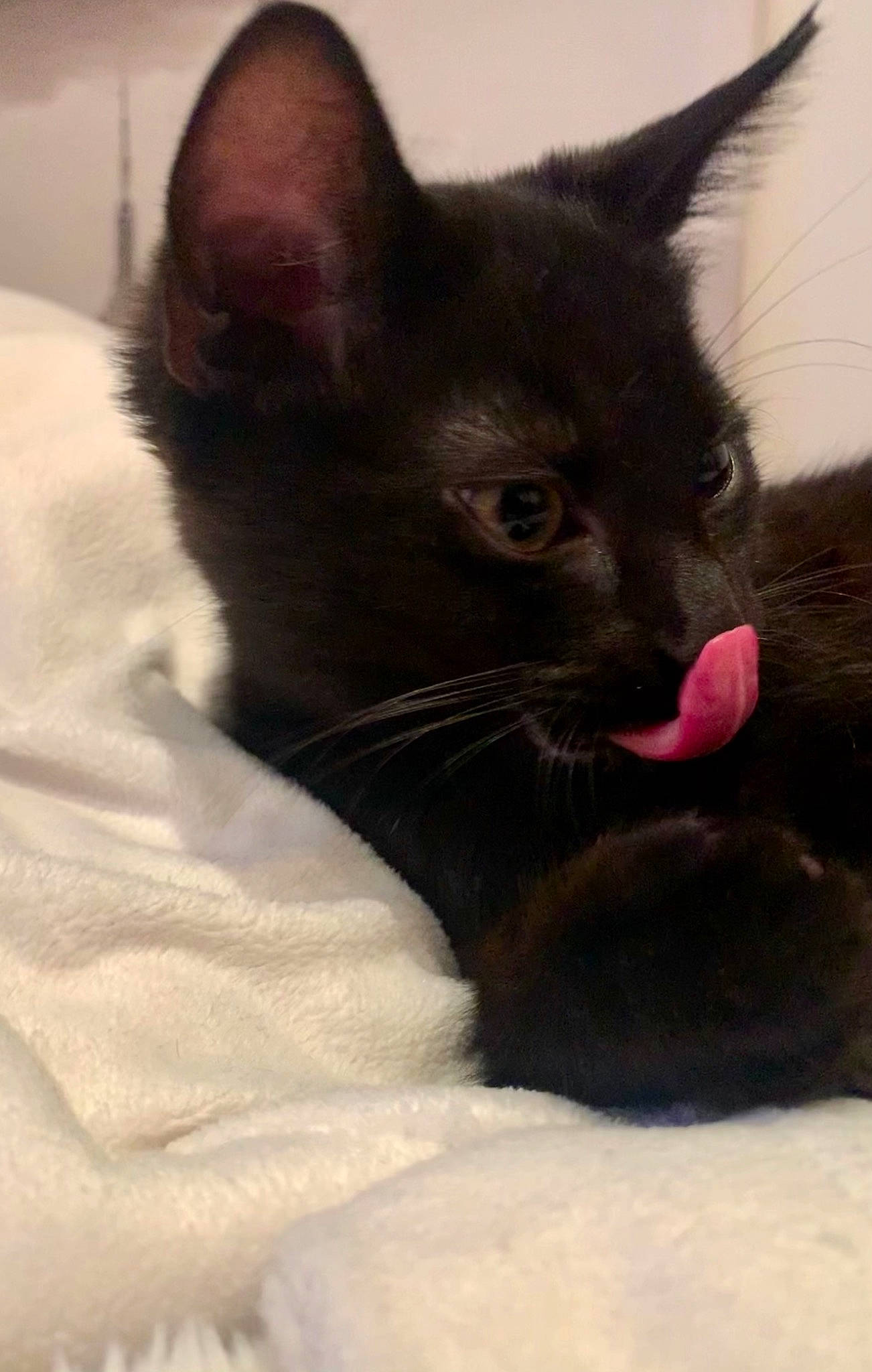 Lucyfer joined the competition — help win amazing prizes! asian, black, black_cat, burmese, carnivore, cat, domestic_short_haired_cat, ear, felidae, german_rex, havana_brown, javanese, kitten, mammal, oriental_longhair, oriental_shorthair, small_to_medium_sized_cats, snout, vertebrate, whiskers