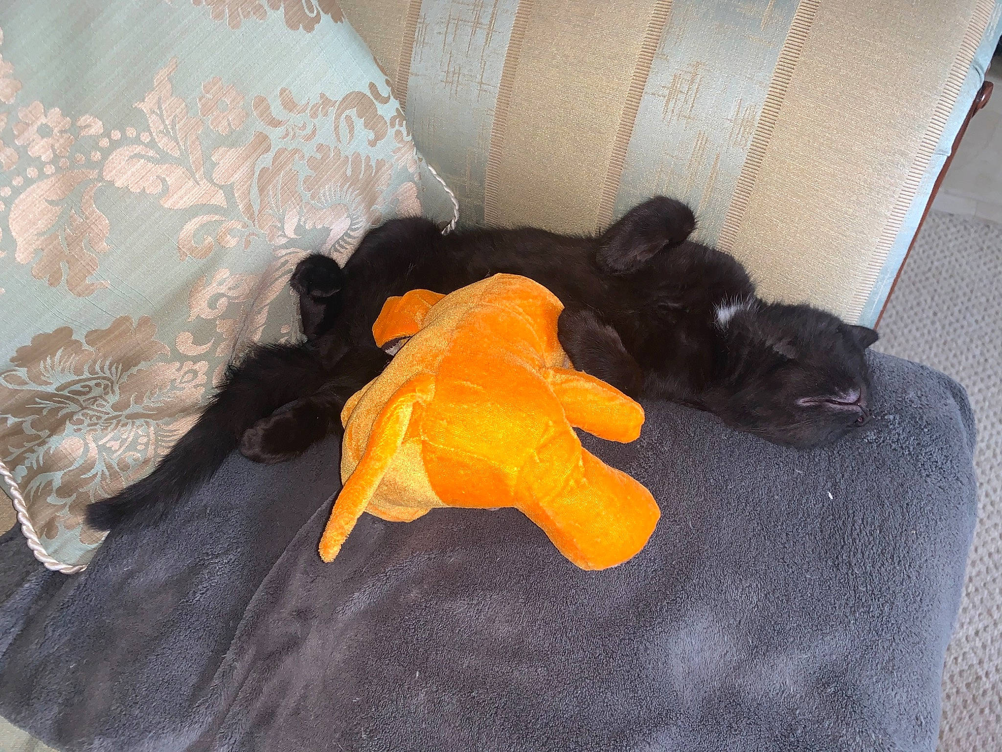 Lucyfer is registered to the contest to win money with this photo: black_cat, canidae, carnivore, cat, dog, dog_breed, fawn, flat_coated_retriever, non_sporting_group, orange, puppy, sporting_group, tail, toy, yellow