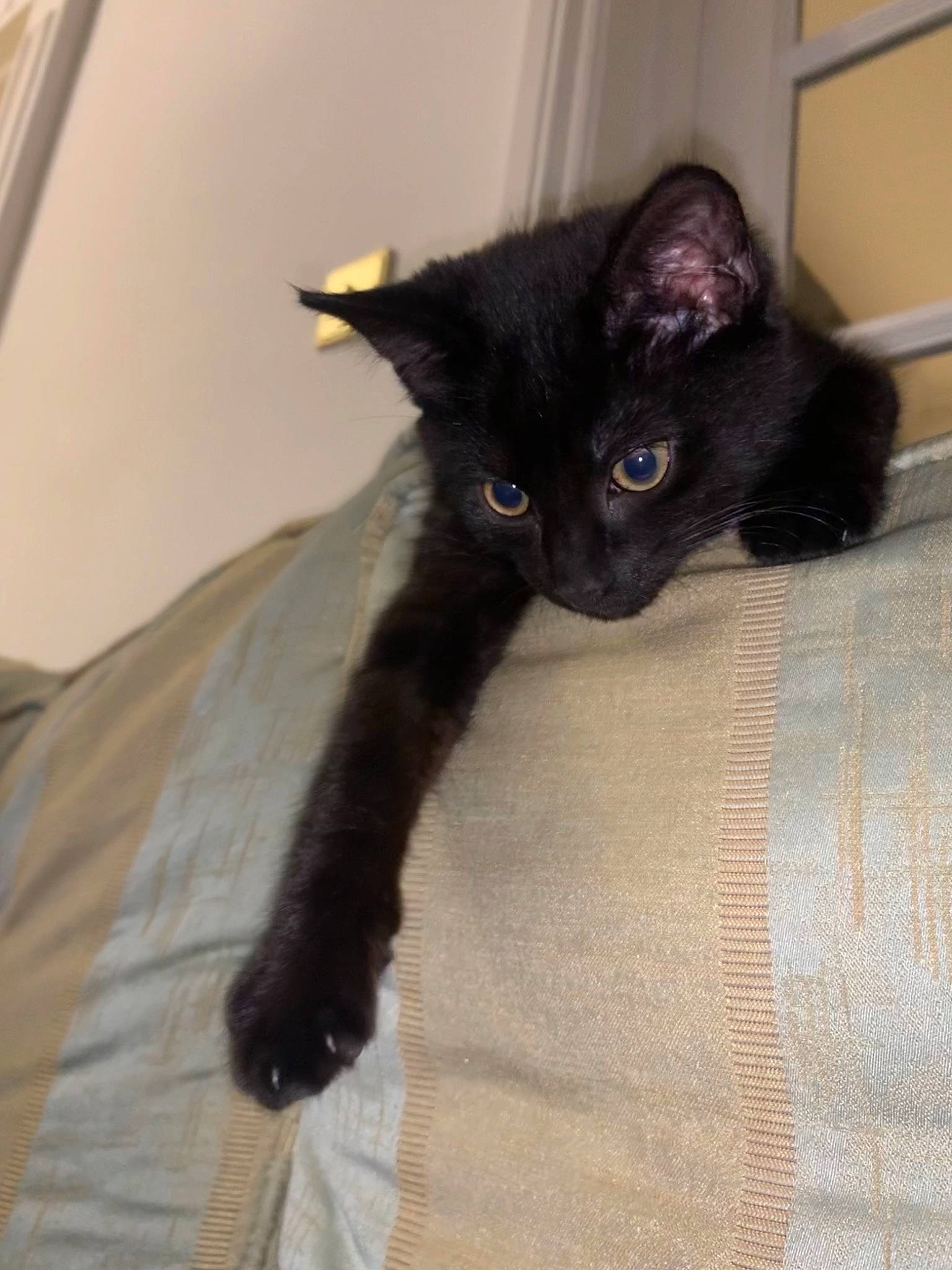 Lucyfer joined the competition — help win amazing prizes! asian, black_cat, bombay, carnivore, cat, domestic_long_haired_cat, domestic_short_haired_cat, eye, felidae, iris, javanese, kitten, mammal, ojos_azules, polydactyl_cat, small_to_medium_sized_cats, vertebrate, whiskers