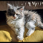 Tina a rejoint le concours — aidez-le/la à gagner de superbes lots ! animal, cat, cozy, cute, cute_pet, domestic_animal, feline, fluffy, fur, indoor, kitten, pet, portrait, relaxed, resting, small, sunlight, whiskers, yellow_cushion, young