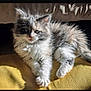 animal, cat, cozy, cute, cute_pet, domestic_animal, feline, fluffy, fur, indoor, kitten, pet, portrait, relaxed, resting, small, sunlight, whiskers, yellow_cushion, young