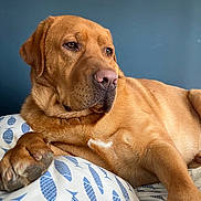 Toby is registered to the contest to win money with this photo: animal, blue_fish_pattern, canine, companion, cushion, dog, ears, fur, golden_brown, indoor, lounge, nose, paw, pet, portrait, relaxed, resting, side_view, snout, whiskers