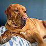 animal, blue_fish_pattern, canine, companion, cushion, dog, ears, fur, golden_brown, indoor, lounge, nose, paw, pet, portrait, relaxed, resting, side_view, snout, whiskers