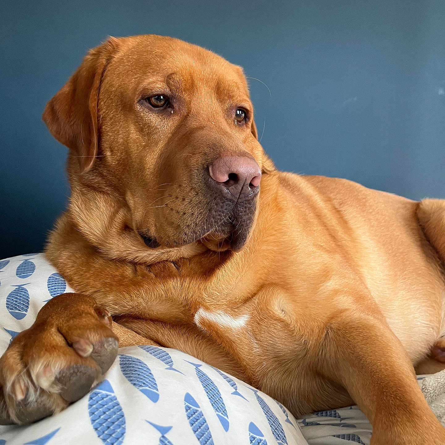 Toby is registered to the contest to win money with this photo: animal, blue_fish_pattern, canine, companion, cushion, dog, ears, fur, golden_brown, indoor, lounge, nose, paw, pet, portrait, relaxed, resting, side_view, snout, whiskers