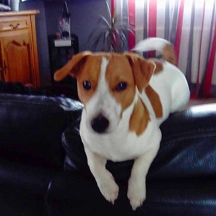 Toby a rejoint le concours — aidez-le/la à gagner de superbes lots ! animal, blurry, brown_and_white, canine, curious, curtains, dog, domestic, ears, front_view, furniture, home, indoor, leather_couch, living_room, pet, plant, resting, tail, wooden_cabinet