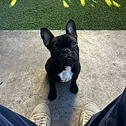 Blue Vader joined the competition — help win amazing prizes! dog, french_bulldog, puppy, black_and_white, concrete_floor, grass, shadow, person, legs, sneakers, pants, outdoor, pet, animal, cute, looking_up, ears_up, sitting, daylight, portrait