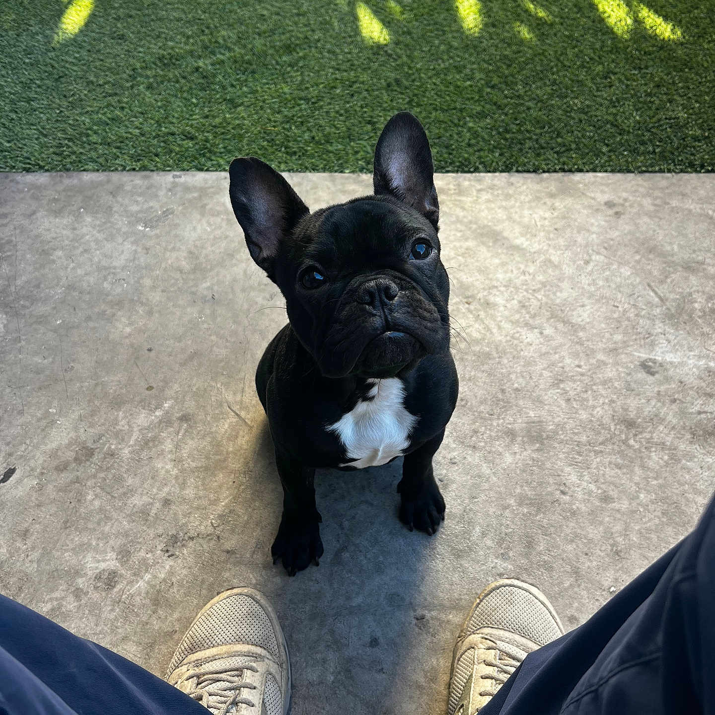 Blue Vader joined the competition — help win amazing prizes! animal, black_and_white, concrete_floor, cute, daylight, dog, ears_up, french_bulldog, grass, legs, looking_up, outdoor, pants, person, pet, portrait, puppy, shadow, sitting, sneakers