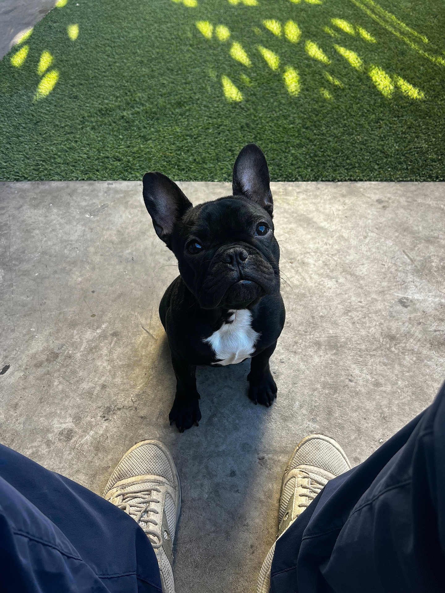 Blue Vader joined the competition — help win amazing prizes! dog, french_bulldog, puppy, black_and_white, concrete_floor, grass, shadow, person, legs, sneakers, pants, outdoor, pet, animal, cute, looking_up, ears_up, sitting, daylight, portrait