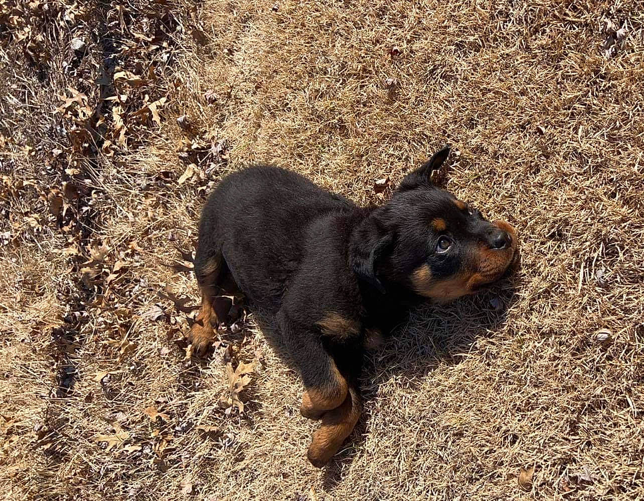 Redd joined the competition — help win amazing prizes! canidae, carnivore, companion_dog, dog, dog_breed, fawn, fur, grass, guard_dog, hunting_dog, paw, shadow, snout, soil, sporting_group, tail, terrestrial_animal, wildlife, working_animal, working_dog