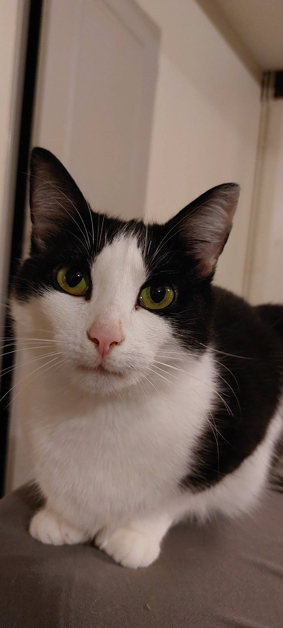 Malice participe au concours pour gagner de l'argent avec cette photo : carnivore, cat, curious, domestic_short_haired_cat, eye, felidae, fur, head, iris, small_to_medium_sized_cats, snout, whiskers, window