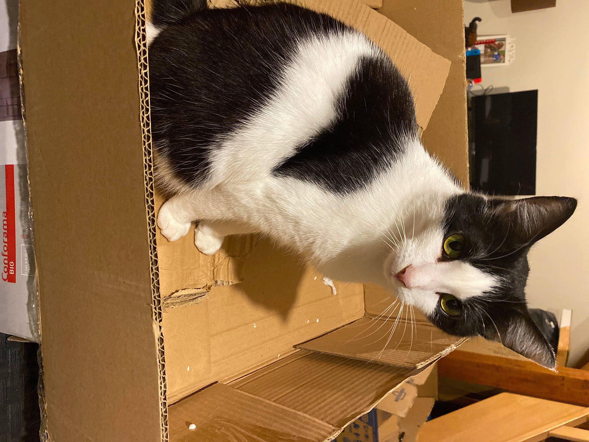 Malice a rejoint le concours — aidez-le/la à gagner de superbes lots ! box, cardboard, carnivore, carton, cat, comfort, domestic_short_haired_cat, felidae, fur, hardwood, packaging_and_labeling, paper_product, pet_supply, room, shipping_box, small_to_medium_sized_cats, snout, tail, whiskers, wood