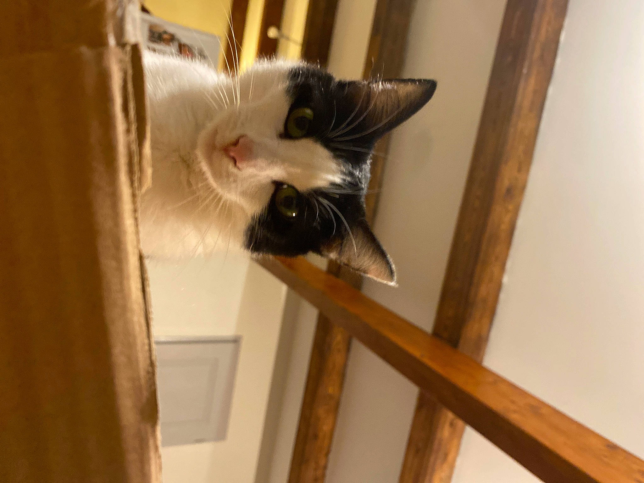 Malice participe au concours pour gagner de l'argent avec cette photo : carnivore, cat, cat_supply, domestic_short_haired_cat, door, felidae, flooring, fur, hardwood, room, small_to_medium_sized_cats, tail, whiskers, window, wood