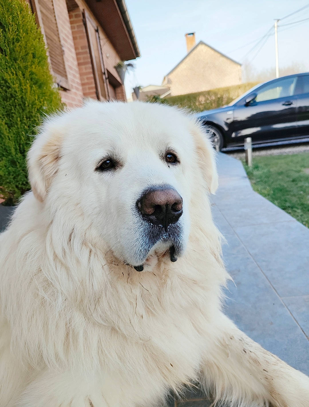 Raven a rejoint le concours — aidez-le/la à gagner de superbes lots ! building, car, carnivore, companion_dog, dog, dog_breed, fur, gas, great_pyrenees, kuvasz, plant, sky, snout, sporting_group, tire, tree, vehicle, wheel, window, working_animal