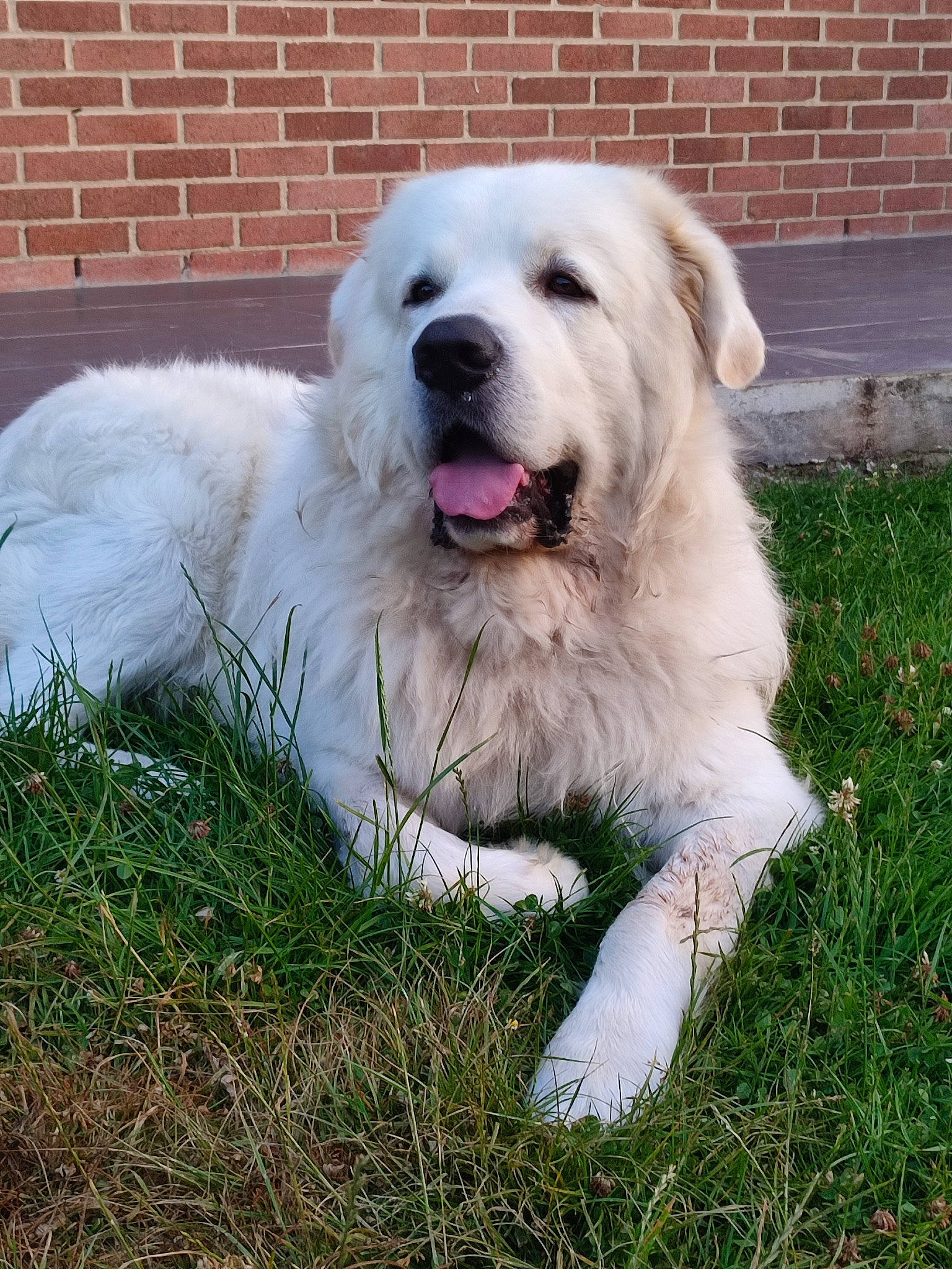 Raven participe au concours pour gagner de l'argent avec cette photo : biting, brick, brickwork, canidae, carnivore, collar, companion_dog, dog, dog_breed, fang, gas, grass, great_pyrenees, kuvasz, livestock_guardian_dog, plant, polish_tatra_sheepdog, snout, sporting_group, working_animal