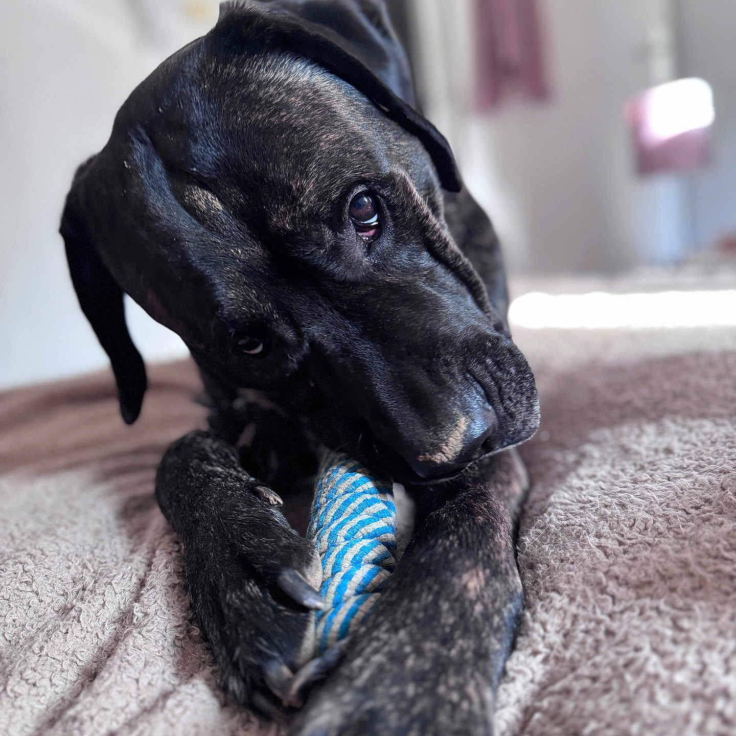 Loki