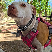 Sadie joined the competition — help win amazing prizes! accessories, animal, beagle, belt, bulldog, canine, collar, dog, harness, hound, leash, outdoors, pet, pitbull, plant, pointer, puppy, snout, strap, tree