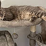 cat, long_hair, fluffy, sleeping, relaxed, gray, brown, feline, pet, animal, cat_tree, scratching_post, indoor, home, furniture, lounging, paws, tail, hanging_toy, cozy