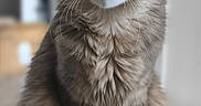 Balloo participe au concours pour gagner de l'argent avec cette photo : cat, gray_cat, fluffy, longhaired, maine_coon, pet, animal, feline, sitting, indoors, portrait, front_view, large_ears, whiskers, golden_eyes, glass_table, home, living_room, photography, serious_expression