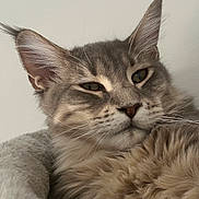 Balloo a rejoint le concours — aidez-le/la à gagner de superbes lots ! cat, kitten, fluffy, long_hair, gray_fur, brown_fur, green_eyes, pointed_ears, ear_tufts, whiskers, close_up, portrait, lying_down, relaxed, sleepy, bed, blanket, cozy, indoor, pet