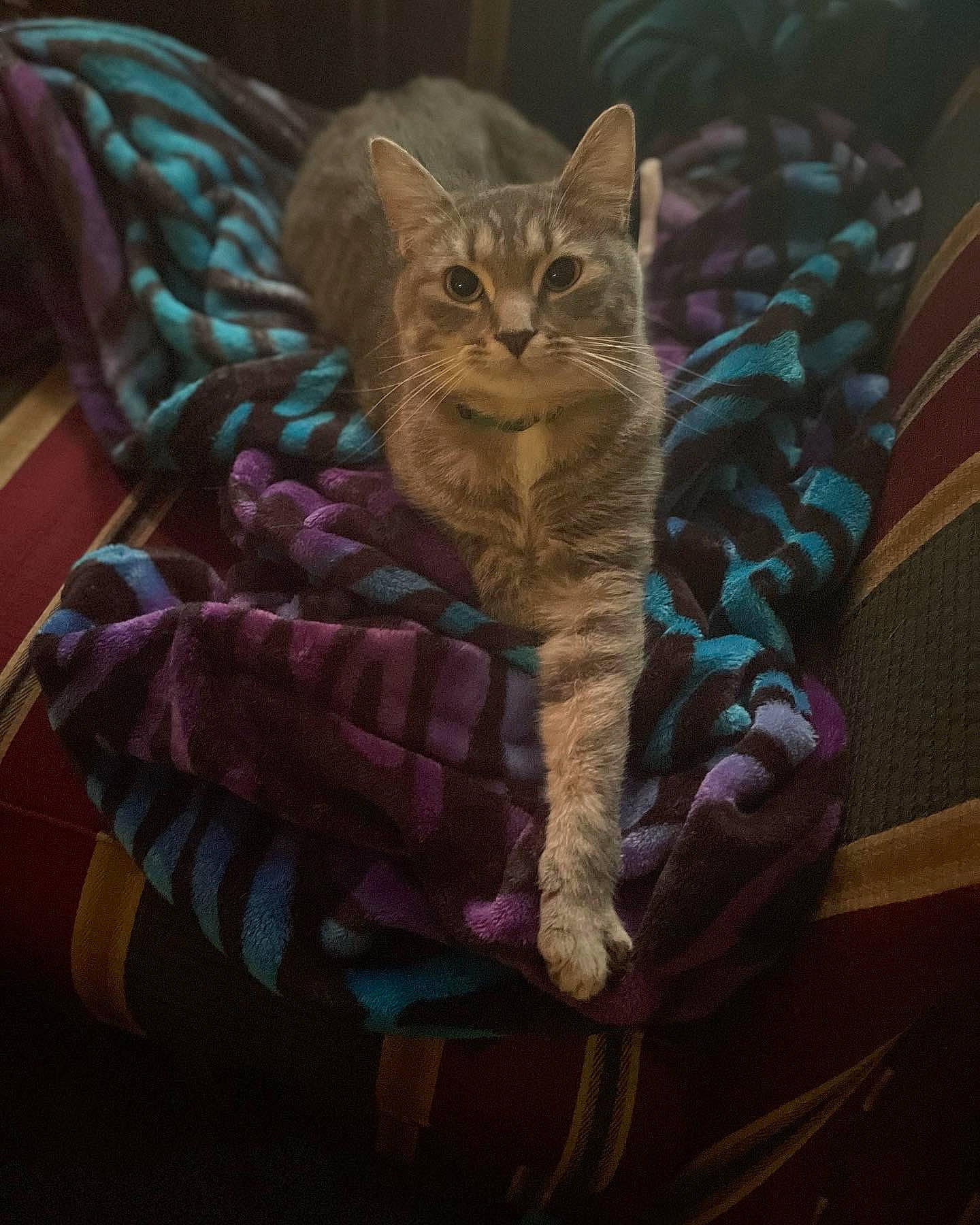 Cheshire joined the competition — help win amazing prizes! carnivore, cat, cat_supply, claw, domestic_short_haired_cat, fawn, felidae, fur, linens, magenta, pattern, paw, plant, purple, sitting, small_to_medium_sized_cats, snout, tail, tree, whiskers