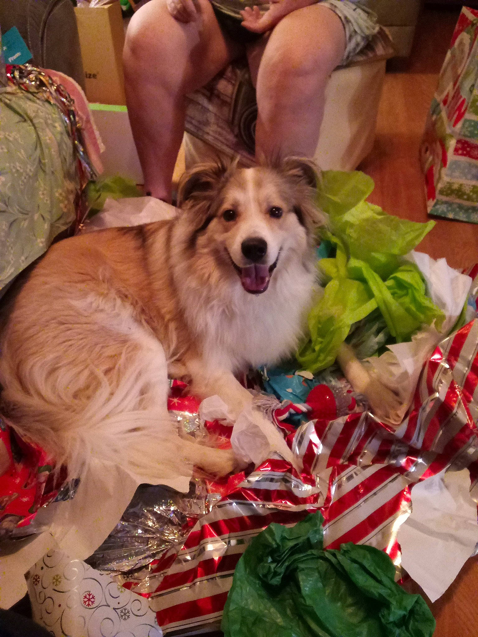 Roman is registered to the contest to win money with this photo: bag, canidae, carnivore, companion_dog, dog, dog_breed, dog_supply, event, fur, happy, herding_dog, pet_supply, plant, shetland_sheepdog, smile, sporting_group, toy_dog, working_dog
