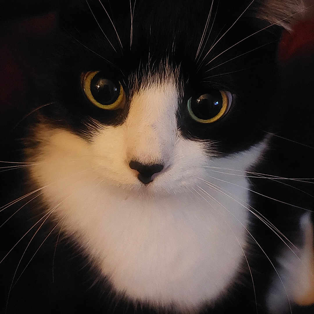 Filou a rejoint le concours — aidez-le/la à gagner de superbes lots ! abyssinian, angora, animal, blackcat, bodypart, cat, kitten, manx, mouth, person, pet, snout