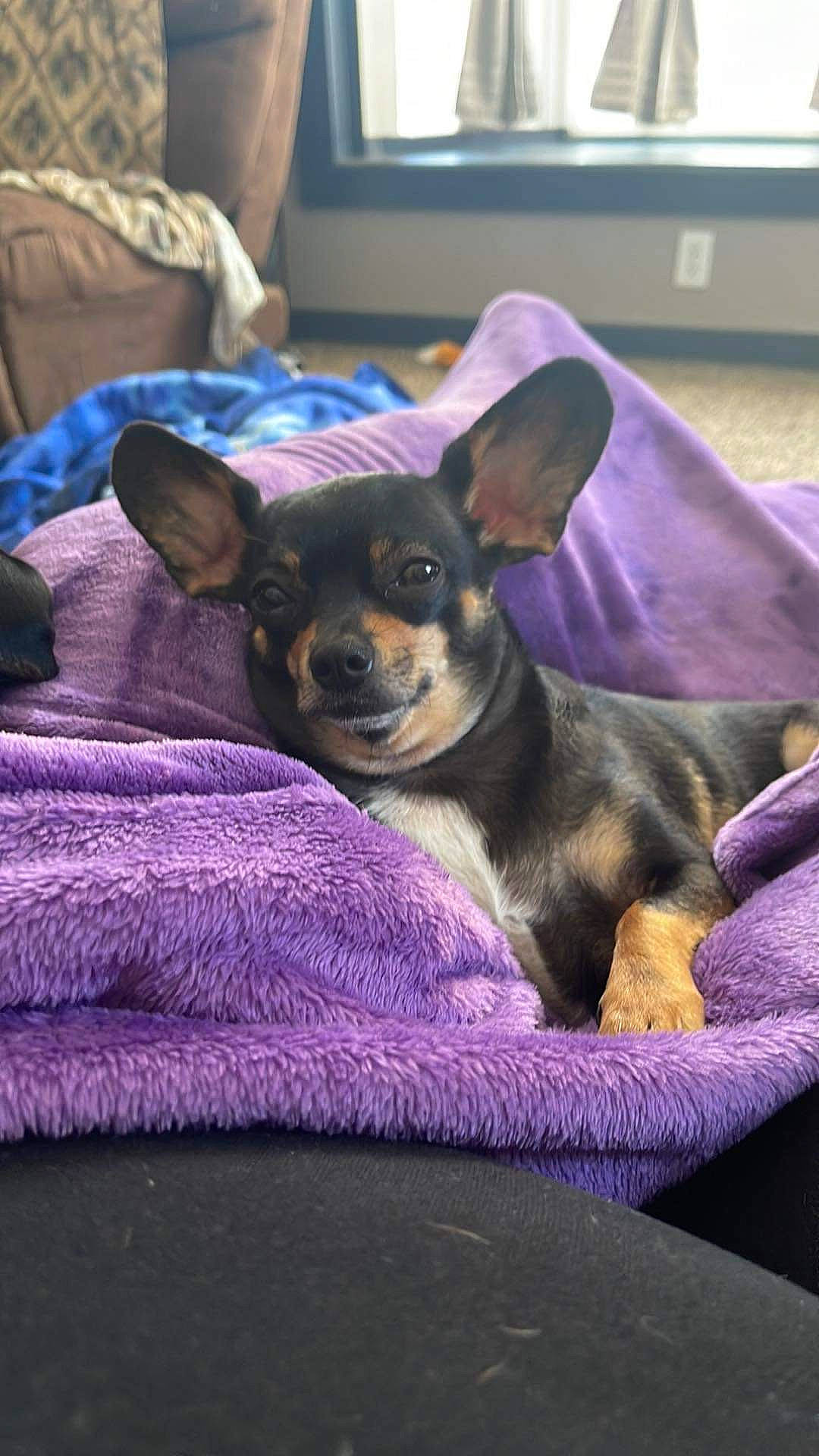 Gizmo joined the competition — help win amazing prizes! canidae, carnivore, comfort, companion_dog, dog, dog_breed, ear, fawn, fur, grey, guard_dog, prazsky_krysarik, puppy, purple, russkiy_toy, snout, sporting_group, terrestrial_animal, toy_dog, whiskers