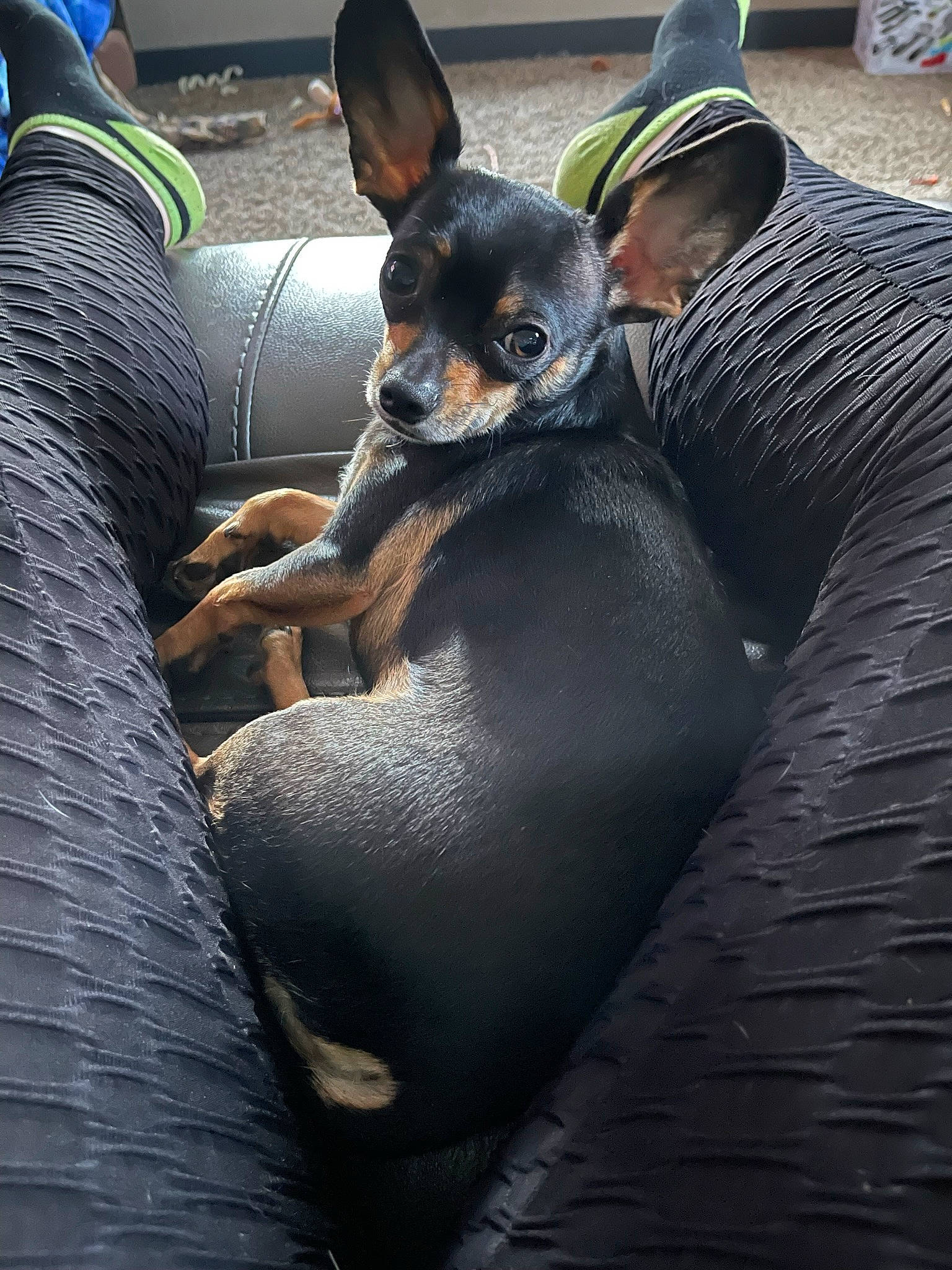 Gizmo is registered to the contest to win money with this photo: automotive_tire, canidae, carnivore, comfort, companion_dog, dog, dog_breed, fawn, fur, hat, paw, prazsky_krysarik, sitting, snout, sun_hat, sunglasses, terrestrial_animal, toy_dog, whiskers, working_animal