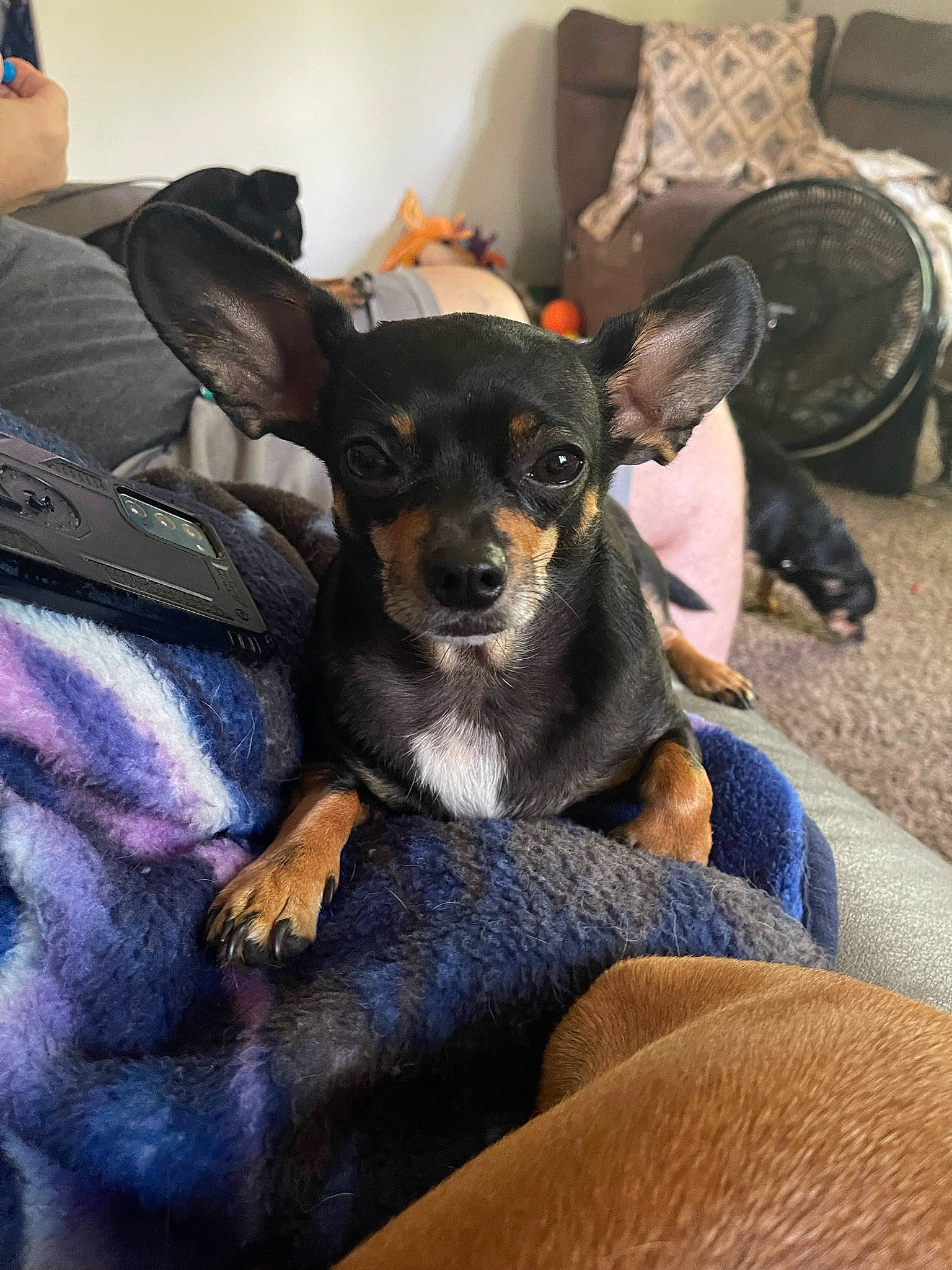 Gizmo joined the competition — help win amazing prizes! canidae, carnivore, comfort, companion_dog, couch, dog, dog_breed, ear, fawn, fur, living_room, puppy, sitting, snout, sporting_group, texas_heeler, toy_dog, whiskers, working_animal, working_dog
