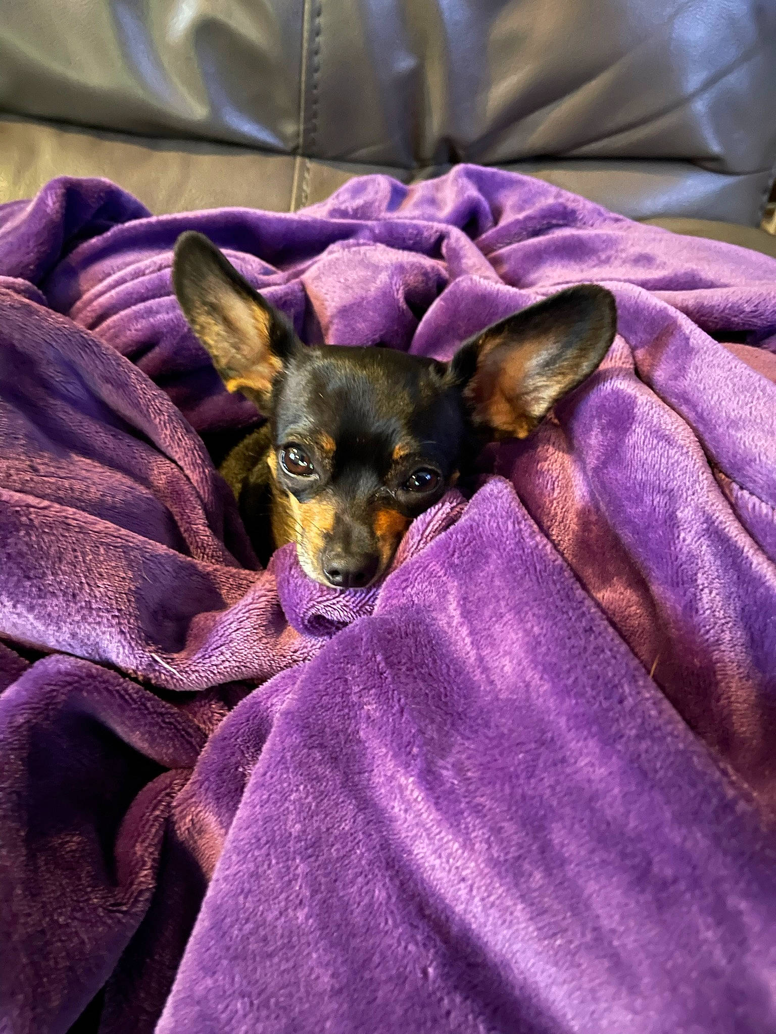 Gizmo joined the competition — help win amazing prizes! canidae, carnivore, comfort, companion_dog, dog, dog_breed, fawn, fur, linens, magenta, pinscher, prazsky_krysarik, purple, russkiy_toy, snout, sporting_group, terrestrial_animal, toy_dog, violet, whiskers