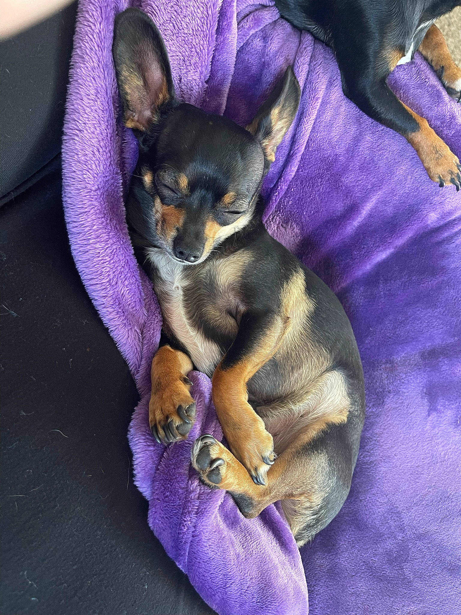 Gizmo is registered to the contest to win money with this photo: canidae, carnivore, comfort, companion_dog, dog, dog_breed, dog_supply, ear, electric_blue, fawn, fur, paw, prazsky_krysarik, purple, sitting, snout, toy_dog, violet, whiskers, working_animal