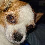 Bella May is registered to the contest to win money with this photo: animal, brown_fur, canine, close_up, companion, cute, dog, ears, eye, face, fur, indoor, looking, muzzle, nose, pet, portrait, snout, whiskers, white_fur