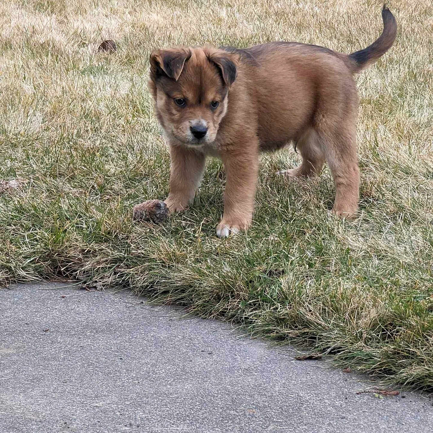 Opie joined the competition — help win amazing prizes! accessories, animal, canine, city, dog, field, goldenretriever, grass, grassland, hound, husky, lawn, nature, outdoors, pet, plant, puppy, road, rock, strap