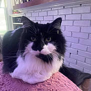 El Chapo joined the competition — help win amazing prizes! angora, animal, architecture, brick, building, cat, couch, face, fireplace, furniture, head, indoors, interiordesign, kitten, livingroom, manx, pet, purple, room, wall