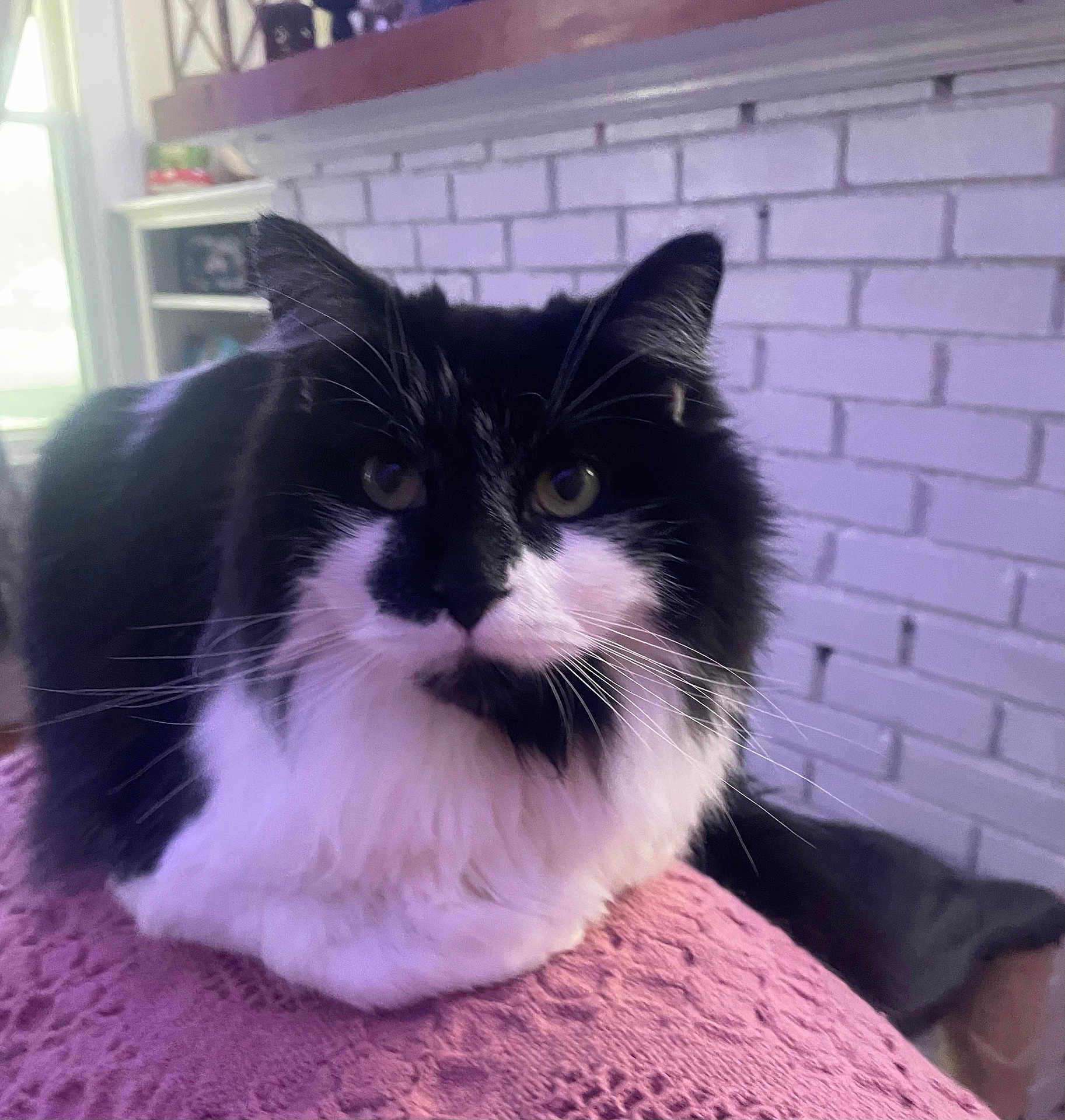 El Chapo joined the competition — help win amazing prizes! angora, animal, architecture, brick, building, cat, couch, face, fireplace, furniture, head, indoors, interiordesign, kitten, livingroom, manx, pet, purple, room, wall